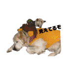 ゴールデンと芝犬のきなことうめこ（個別スタンプ：35）