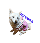 ゴールデンと芝犬のきなことうめこ（個別スタンプ：36）