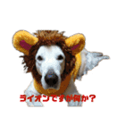 ゴールデンと芝犬のきなことうめこ（個別スタンプ：37）