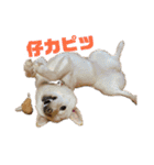 ゴールデンと芝犬のきなことうめこ（個別スタンプ：39）