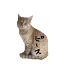 ねこのスタンプな（個別スタンプ：1）