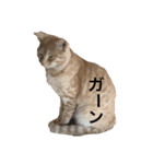 ねこのスタンプな（個別スタンプ：2）