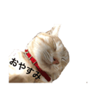 ねこのスタンプな（個別スタンプ：3）