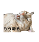 ねこのスタンプな（個別スタンプ：4）