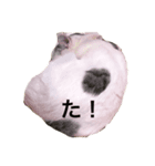 ねこのスタンプな（個別スタンプ：6）