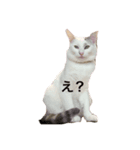 ねこのスタンプな（個別スタンプ：7）