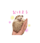 毎日てくてくハリネズミのおふぐ（個別スタンプ：1）