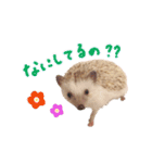 毎日てくてくハリネズミのおふぐ（個別スタンプ：2）