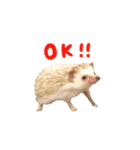 毎日てくてくハリネズミのおふぐ（個別スタンプ：3）