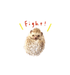 毎日てくてくハリネズミのおふぐ（個別スタンプ：5）