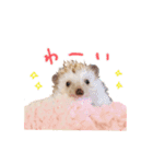 毎日てくてくハリネズミのおふぐ（個別スタンプ：8）
