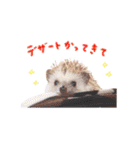 毎日てくてくハリネズミのおふぐ（個別スタンプ：12）