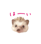 毎日てくてくハリネズミのおふぐ（個別スタンプ：13）