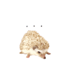 毎日てくてくハリネズミのおふぐ（個別スタンプ：18）