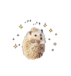 毎日てくてくハリネズミのおふぐ（個別スタンプ：20）
