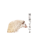 毎日てくてくハリネズミのおふぐ（個別スタンプ：21）