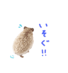 毎日てくてくハリネズミのおふぐ（個別スタンプ：22）
