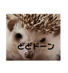 ハリネズミのちびちゃん（個別スタンプ：2）