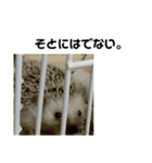 ハリネズミのちびちゃん（個別スタンプ：4）