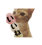 茶トラ猫 coco 2（個別スタンプ：1）