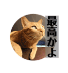 茶トラ猫 coco 2（個別スタンプ：3）