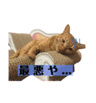 茶トラ猫 coco 2（個別スタンプ：9）