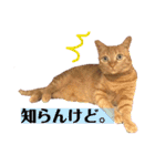 茶トラ猫 coco 2（個別スタンプ：10）