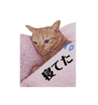 茶トラ猫 coco 2（個別スタンプ：11）