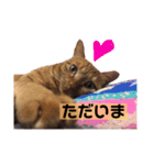 茶トラ猫 coco 2（個別スタンプ：13）