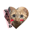 茶トラ猫 coco 2（個別スタンプ：15）
