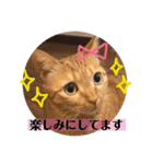 茶トラ猫 coco 2（個別スタンプ：16）