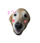 犬猫大家族（個別スタンプ：2）