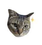 犬猫大家族（個別スタンプ：3）
