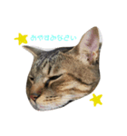 犬猫大家族（個別スタンプ：5）