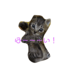 犬猫大家族（個別スタンプ：6）
