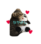 犬猫大家族（個別スタンプ：8）