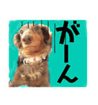 かわいいわんこのえる（個別スタンプ：7）
