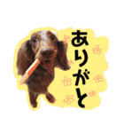 かわいいわんこのえる（個別スタンプ：12）