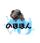 かわいいわんこのえる（個別スタンプ：20）
