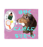 かわいいわんこのえる（個別スタンプ：24）