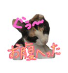 華ちゃんスタンプ①（個別スタンプ：12）