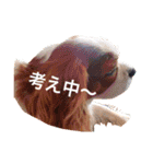 茶々婆ちゃん＆UGO-4  家族の伝言（個別スタンプ：11）