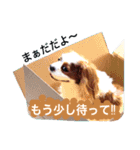 茶々婆ちゃん＆UGO-4  家族の伝言（個別スタンプ：15）