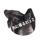 茶々婆ちゃん＆UGO-4  家族の伝言（個別スタンプ：21）