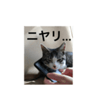 麦にゃん3（個別スタンプ：3）