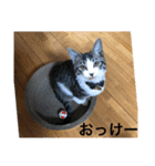 麦にゃん3（個別スタンプ：6）