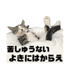麦にゃん3（個別スタンプ：10）