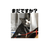 麦にゃん3（個別スタンプ：12）