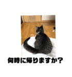 麦にゃん3（個別スタンプ：13）