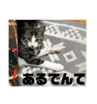 麦にゃん3（個別スタンプ：15）